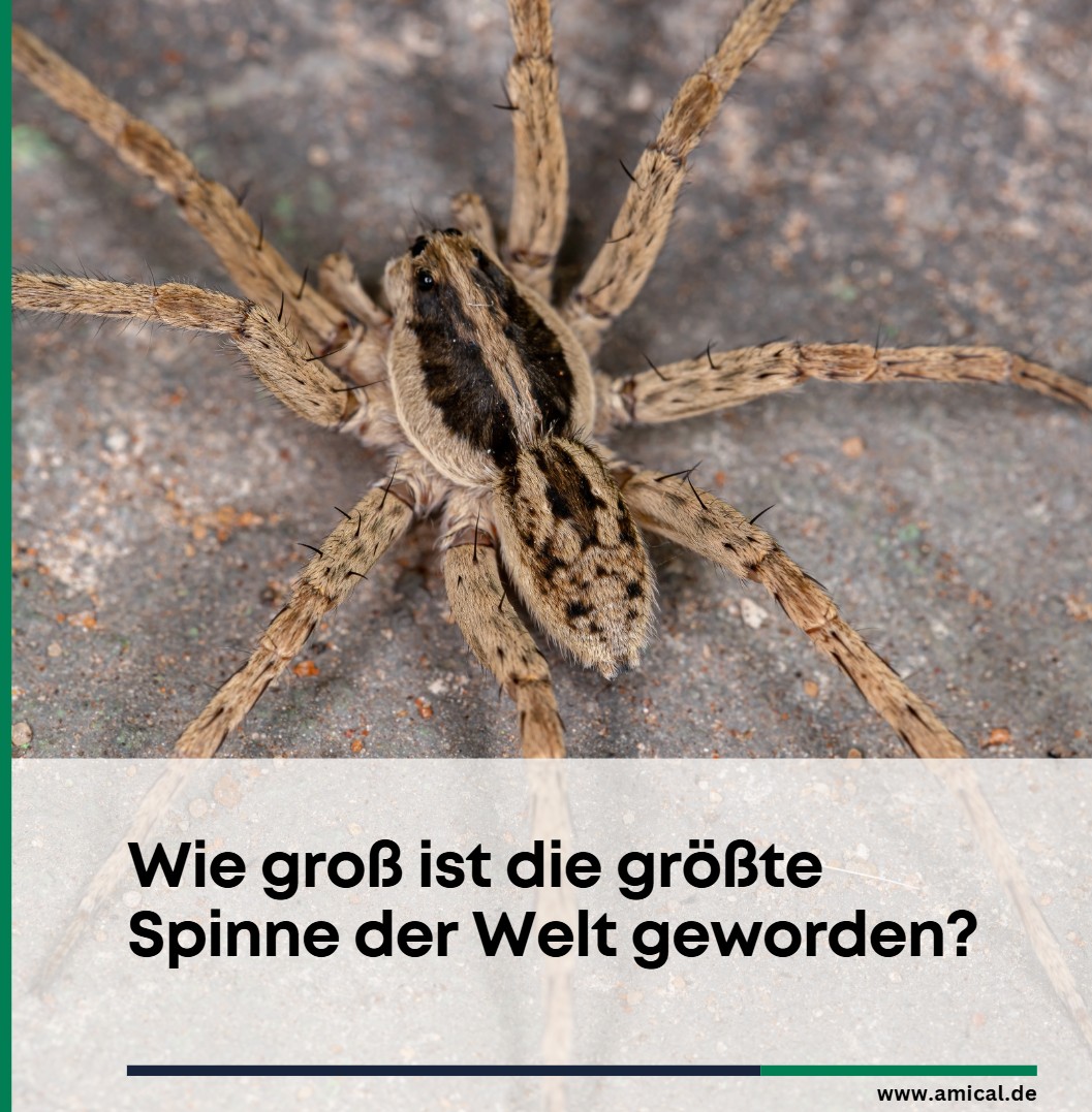 Wie groß ist die größte Spinne der Welt geworden Wie groß ist die größte Spinne der Welt geworden