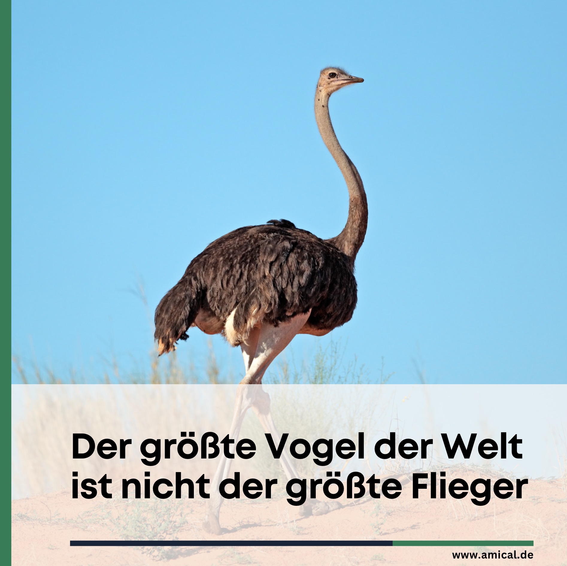Der größte Vogel der Welt ist nicht der größte Flieger