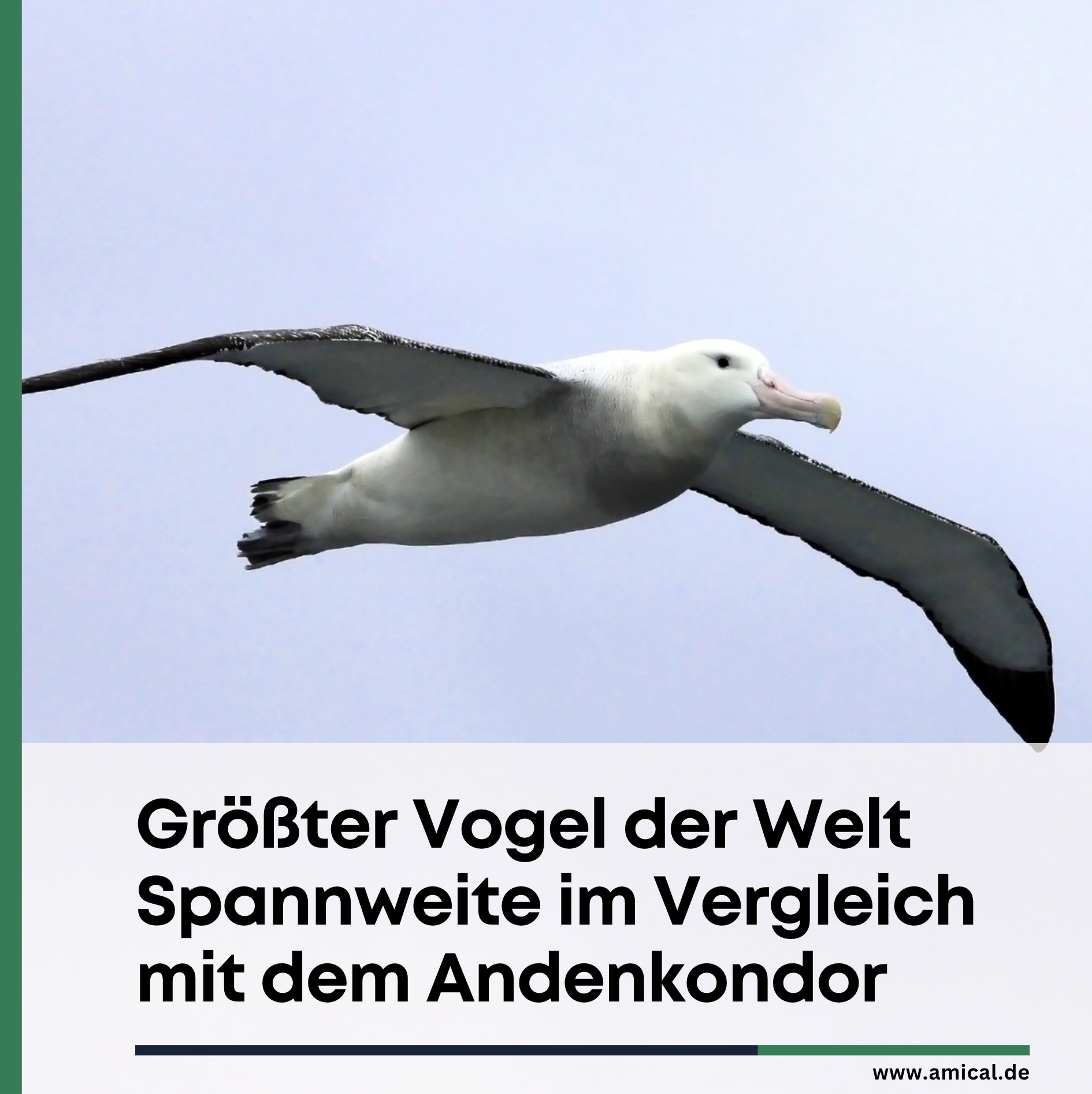 Größter Vogel der Welt Spannweite im Vergleich mit dem Andenkondor
