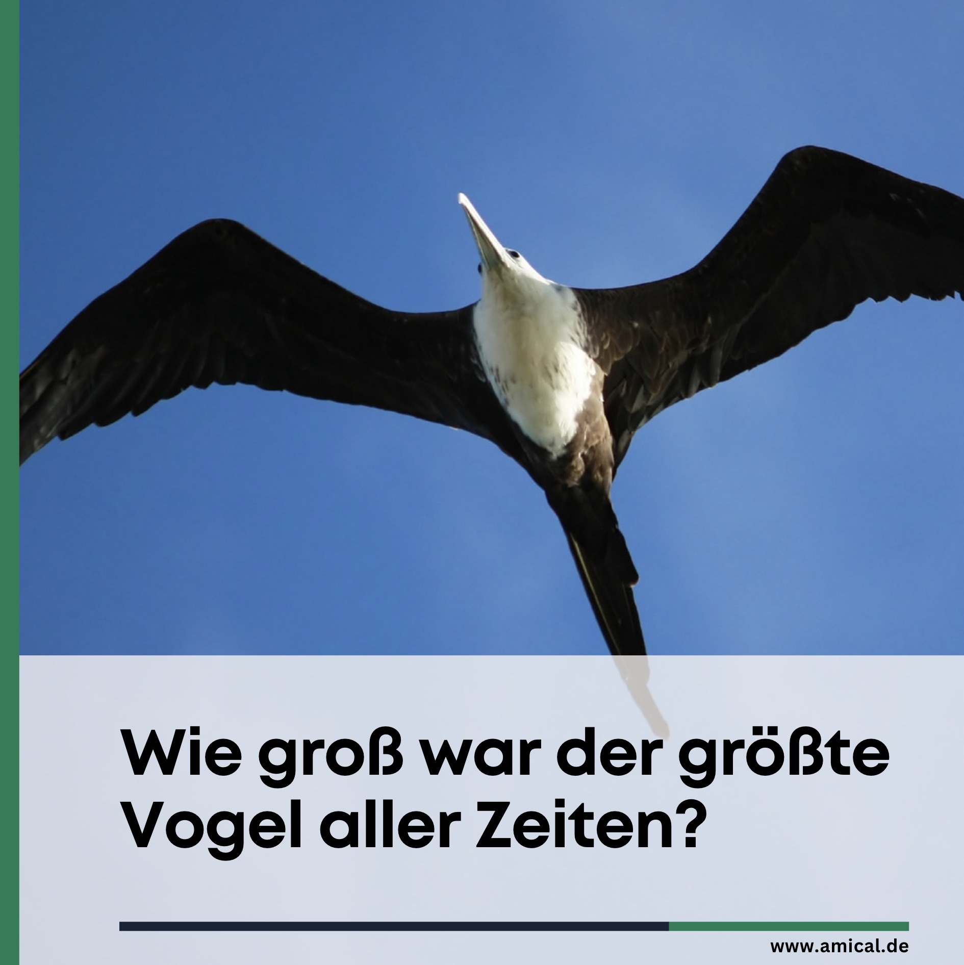 Wie groß war der größte Vogel aller Zeiten?